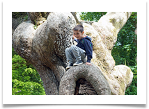Tree Climbing - Russ Lambert